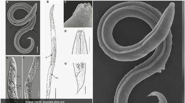 roundworm that has been stuck deep in Siberian permafrost for 46000 years brought back to life started having babies etj roundworm that has been stuck deep in Siberian permafrost for 46000 years brought back to life started having babies etj