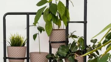 vastu tips these 4 plants remove grah dosh and vastu dosh bring happiness money suh vastu tips these 4 plants remove grah dosh and vastu dosh bring happiness money suh