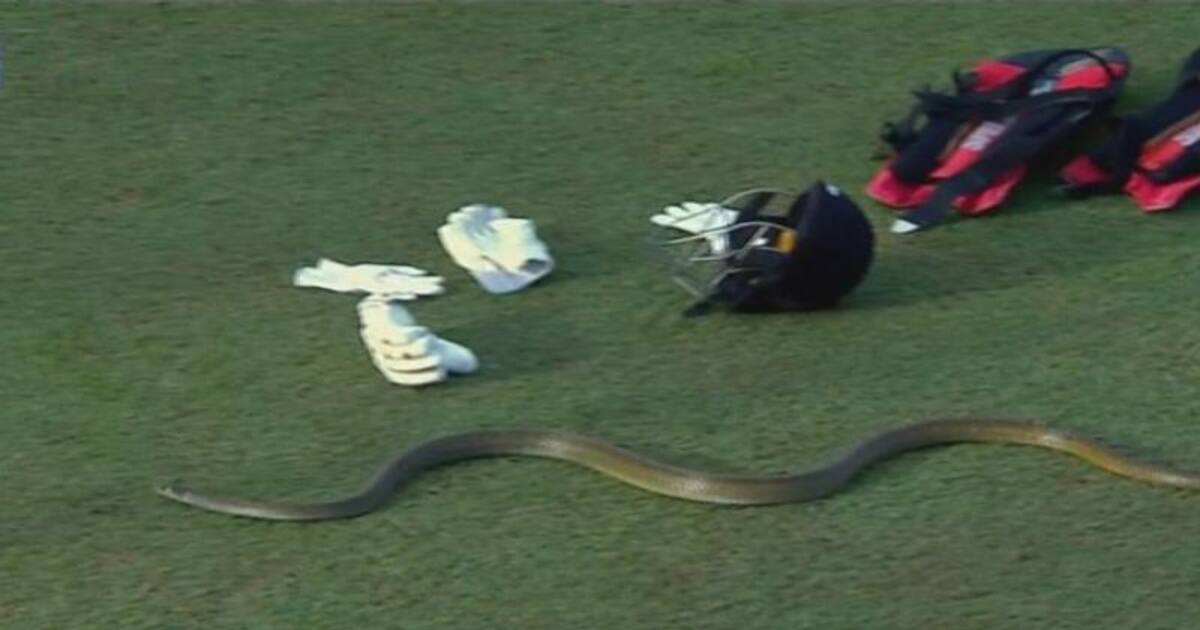 லங்கா பிரீமியர் லீக்: மைதானத்திற்கு வந்த 6 அடி நீளமுள்ள பாம்பை வெளியேற்றிய நடுவர்கள்!