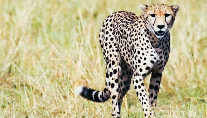 cheetah attack... Three year old killed in Gudalur forest tvk