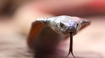 Family tries to drive away snake with smoke, house burns down In uttarpradesh - bsb Family tries to drive away snake with smoke, house burns down In uttarpradesh - bsb