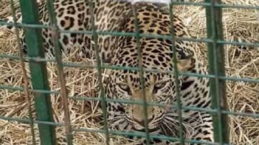The sixth leopard trapped in a cage in Tirumala.. in the same area where it attacked Lakshita..ISR The sixth leopard trapped in a cage in Tirumala.. in the same area where it attacked Lakshita..ISR