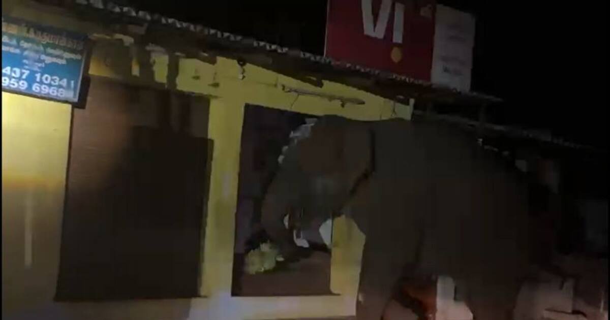 ஊருக்குள் புகுந்து கடையில் இருந்த வாழைத்தாரை தூக்கிக்கொண்டு ஓட்டம் பிடித்த காட்டு யானை