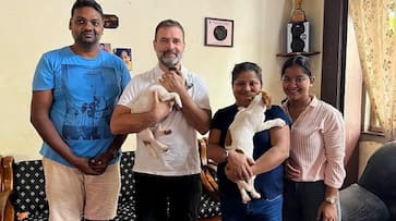 Delhi Congress leader Rahul Gandhi leaves Goa with Jack Russell Terrier puppy; check details AJR Delhi Congress leader Rahul Gandhi leaves Goa with Jack Russell Terrier puppy; check details AJR