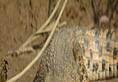 viral news horror  sounds under the house floor broken three crocodiles came out shocking video kxa 