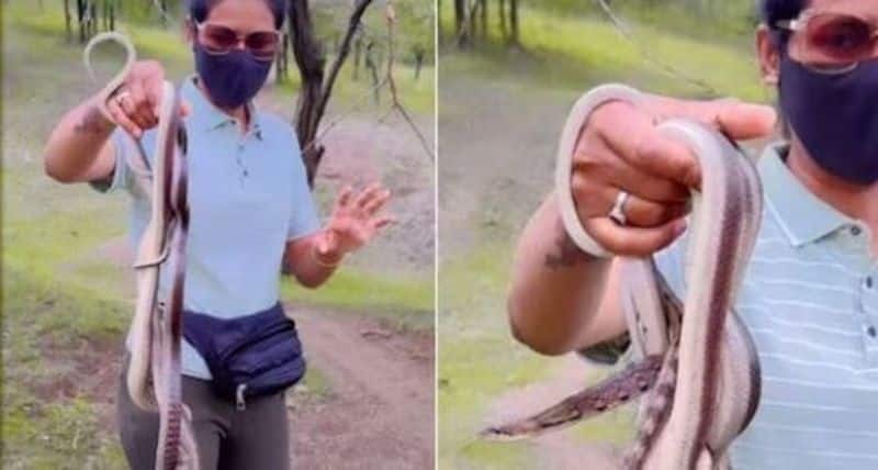 shital kasar handles multiple snakes barehanded netizens bewildered xadm