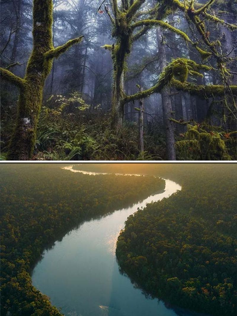 Amazon Rainforest to Congo Basin 7 most dangerous forests