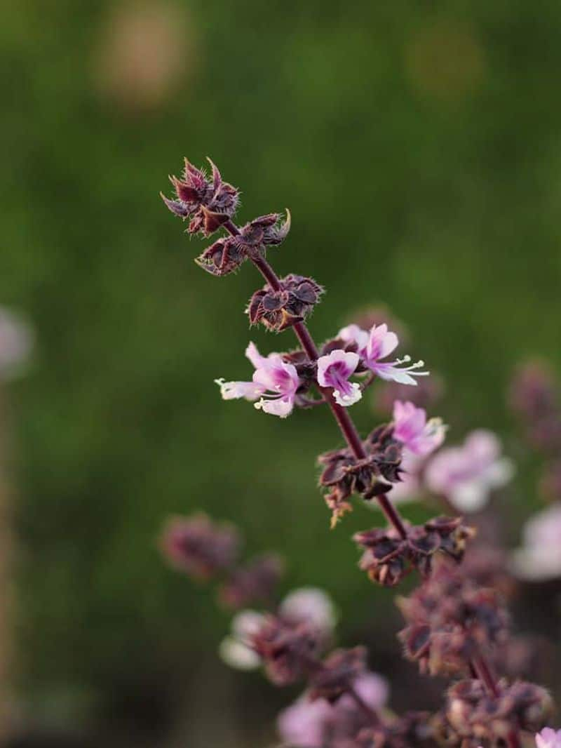 Holy Basil to Bhringraj 5 herbs that help in hair growth