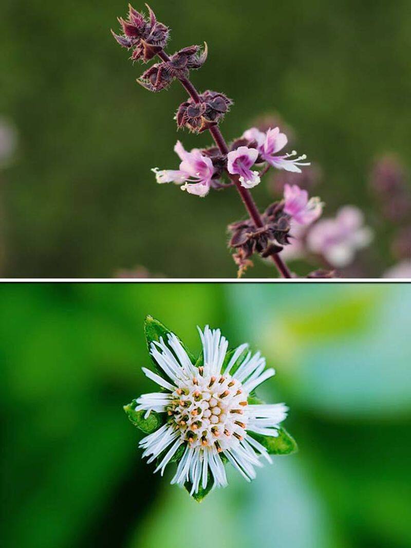 Holy Basil to Bhringraj 5 herbs that help in hair growth