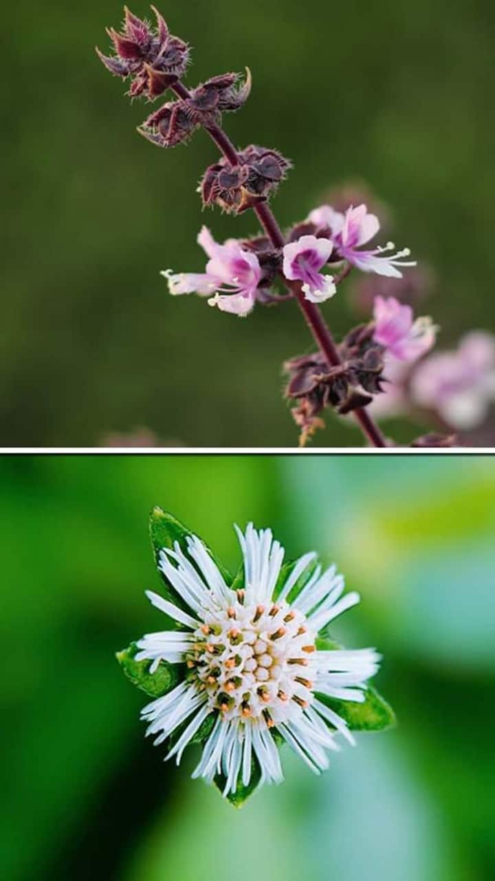 Holy Basil to Bhringraj 5 herbs that help in hair growth