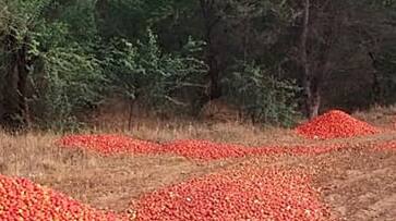 New tomato crop hits the market Tomato prices drops akb New tomato crop hits the market Tomato prices drops akb