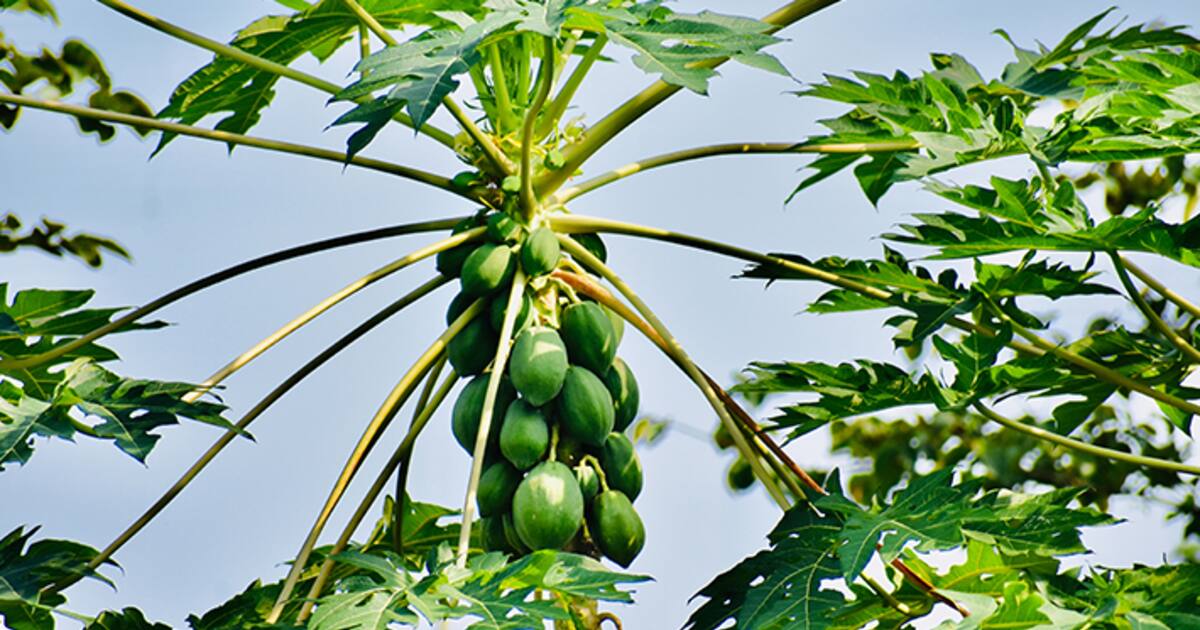 டெங்குவை குணப்படுத்த இந்த 5 இலைகள் போதும்.. இயற்கையான முறையில் ரத்த அணுக்களை அதிகரிக்கலாம்.