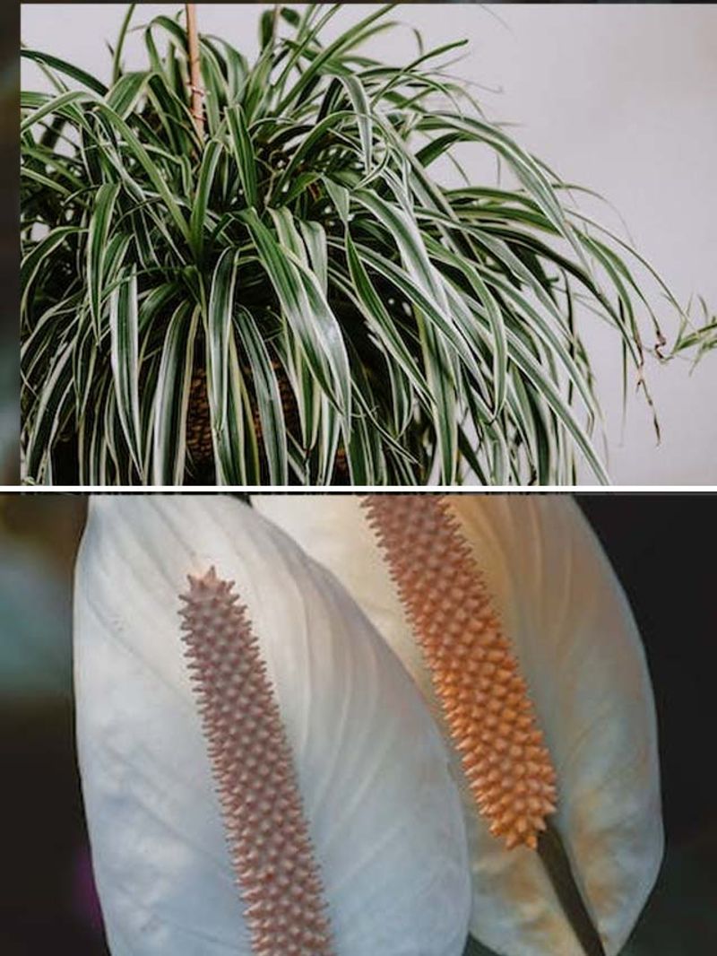 Purify living space 7 house plants to reduce radiation exposure