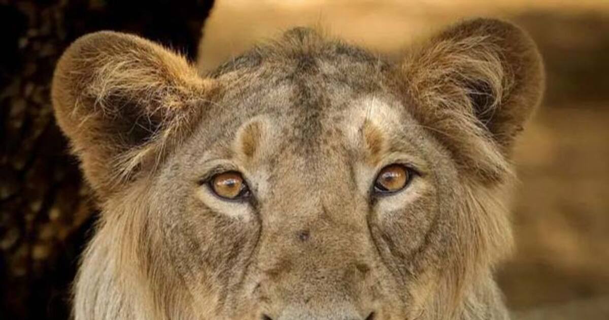 சிங்கம் மாமிசங்கள் மட்டும் தான் சாப்பிடும்னு யார் சொன்னது? இந்த வைரல் வீடியோவை பாருங்க.. 