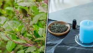 Making tulsi oil at home 6 simple steps for improved hair growth