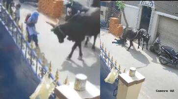 chennai A cow trampled a school girl with its horn while she was coming from school horrifying Video goes viral akb chennai A cow trampled a school girl with its horn while she was coming from school horrifying Video goes viral akb