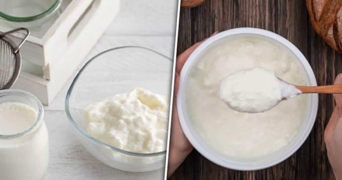 Curd vs. yogurt 6 key differences between these dairy delicacies