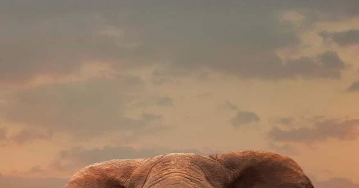 World Elephant Day 2023 : இன்று உலக யானைகள் தினம்...அதன்  வரலாறு மற்றும் முக்கியத்துவம் இதோ..!!