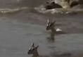 mother deers tear jerking sacrifice to save fawn from crocodile makes internet emotional viral video xadm