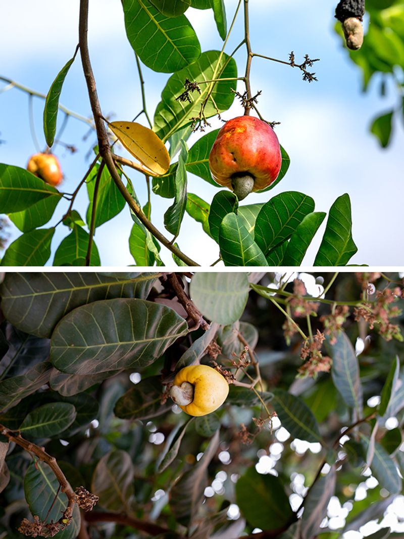 Nature's sweet gift 7 health benefits of cashew apple