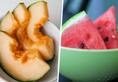 Hydration to Skin rejuvenation: 7 health benefits of eating melons THIS Summer ATG