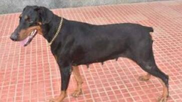 kolar police dog helps crack gruesome murder case and police arrested accused gvd kolar police dog helps crack gruesome murder case and police arrested accused gvd