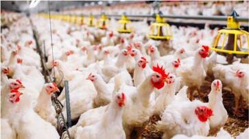 Poultry farm comes under agriculture activity no commercial tax apply says Karnataka high court ckm Poultry farm comes under agriculture activity no commercial tax apply says Karnataka high court ckm