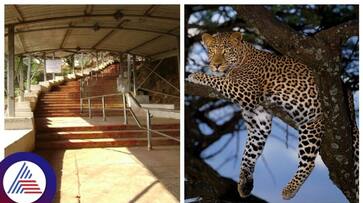 Six-year-old girl mauled to death on Tirumala footpath after leopard attack gow Six-year-old girl mauled to death on Tirumala footpath after leopard attack gow