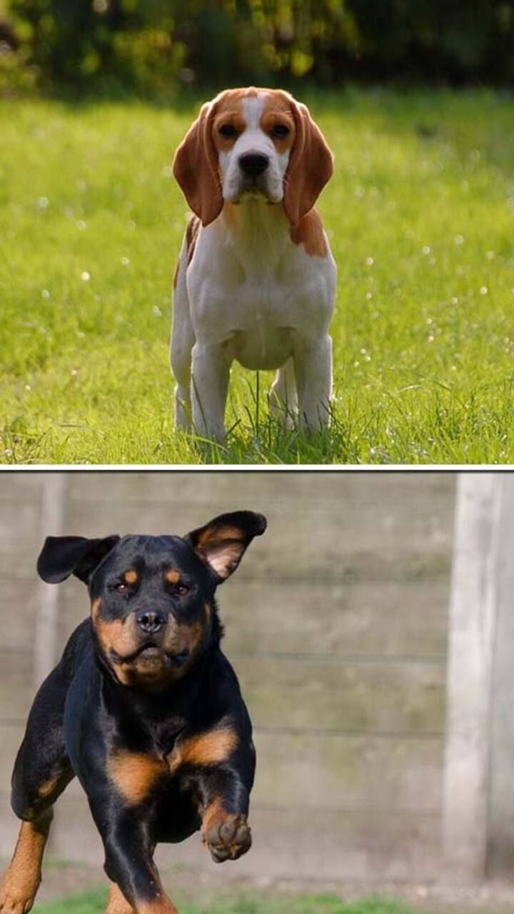 rottweiler dachshund beagle mix