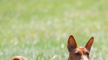 It is Singapore Parry Field poisoned! 2 dogs died in succession dee It is Singapore Parry Field poisoned! 2 dogs died in succession dee