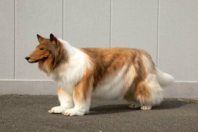 japanese man toko turns into dog now he said does not want to live like that kxa 