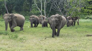 Bandipur National Park No 1 in Number of Elephants and Tigers in Karnataka grg Bandipur National Park No 1 in Number of Elephants and Tigers in Karnataka grg