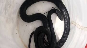 Arizona Woman Saw Coachwhip Snake In Toilet At Her Home Watch Viral Video roo Arizona Woman Saw Coachwhip Snake In Toilet At Her Home Watch Viral Video roo