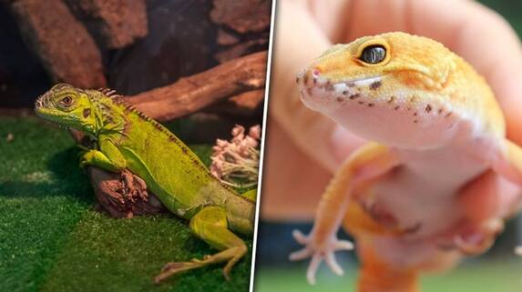 National lizard day: 6 best reptilian pets known for companionship