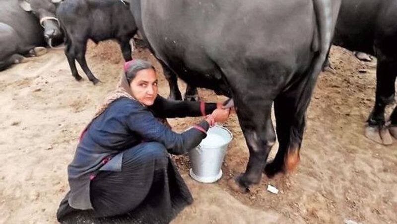 gujarat women navalben selling milk worth crores ZKAMN