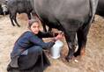 gujarat women navalben selling milk worth crores ZKAMN