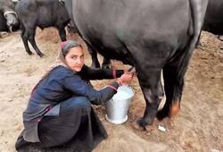gujarat women navalben selling milk worth crores ZKAMN