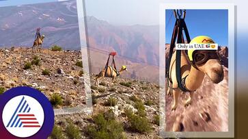 Camel Stunt On World Highest Zipline In Uae Video Viral roo Camel Stunt On World Highest Zipline In Uae Video Viral roo