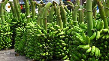 health benefits of eating raw banana in tamil mks health benefits of eating raw banana in tamil mks