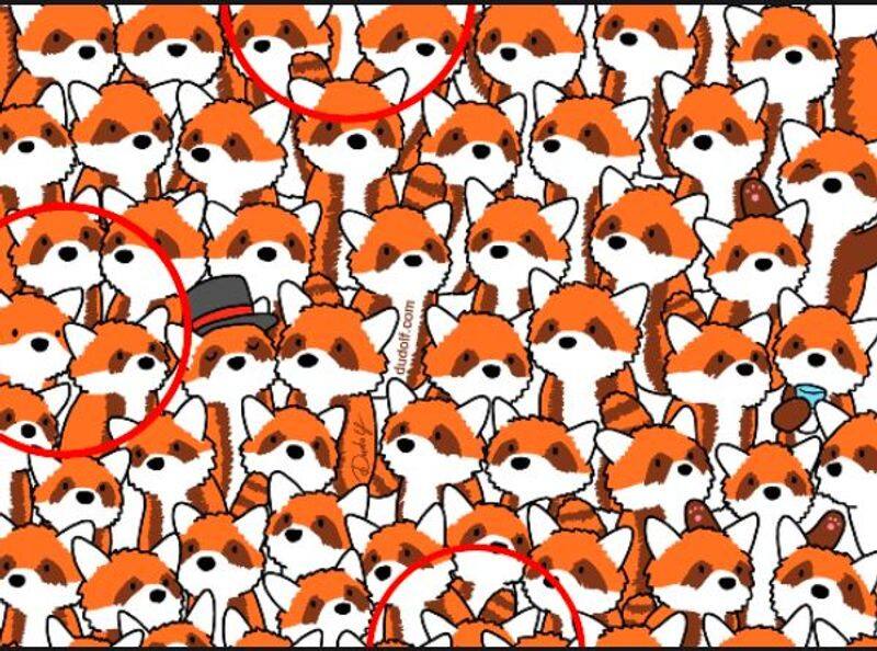 How Sharp Are Your Eyes, Spot 3 Hidden Foxes Among The Red Pandas In 9 Seconds Vin