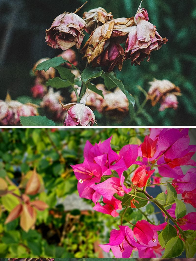 7 causes why your garden plants are wilting