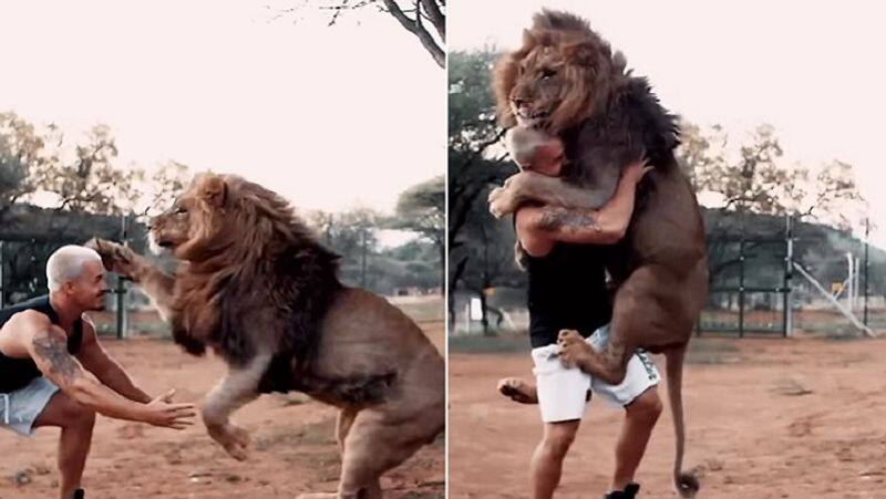 heartwarming hug between man lion adorable video goes viral zrua