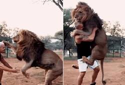 heartwarming hug between man lion adorable video goes viral zrua