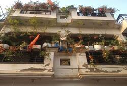 lucknow man grew two and half quintal tomatoes in his balcony ZKAMN