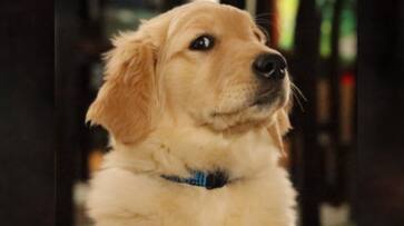 International Dog Day 2023: Date, history, theme, significance ATG EAI International Dog Day 2023: Date, history, theme, significance ATG EAI