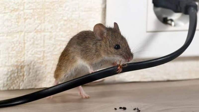 rat destroyed electricity of ten thousand houses in lucknow ZKAMN