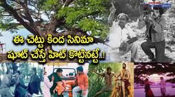 cinema chettu-know the interesting details about the tree which has been in over 300 movies