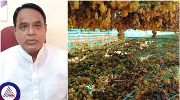 Karnataka dry grapes prices fall by Rs 100 per kg sat Karnataka dry grapes prices fall by Rs 100 per kg sat