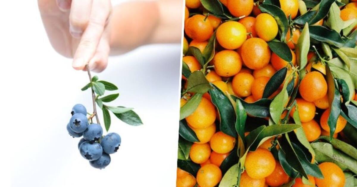 Oranges to Blueberries 5 fruits to have for good Eye health