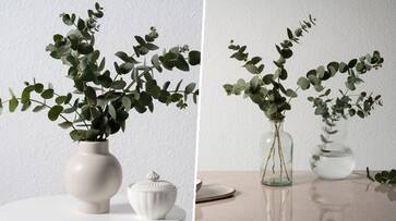 Healing wonders of eucalyptus: Know 7 remarkable benefits it provides LMA EAI Healing wonders of eucalyptus: Know 7 remarkable benefits it provides LMA EAI